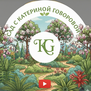 Статистика Дзен Сад с Катериной Говоровой
