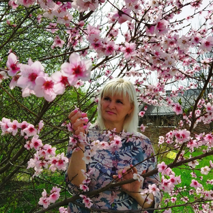 Дзен Лиляша статистика