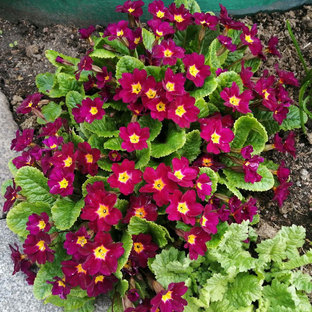 Дзен Марина 69 статистика