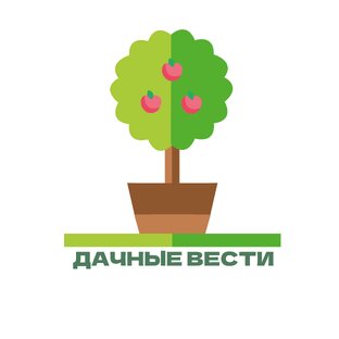 Статистика Дзен Дачные вести
