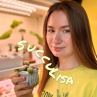 Статистика Дзен SuccuLisa