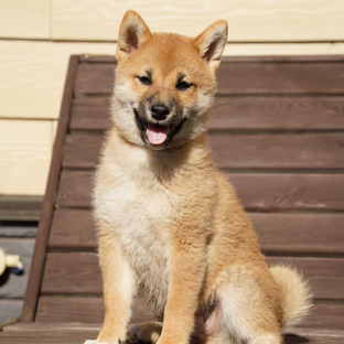 Статистика Дзен Blog Yoda Dog