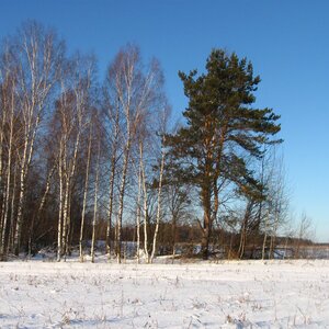 Лесная жизнь в объективе