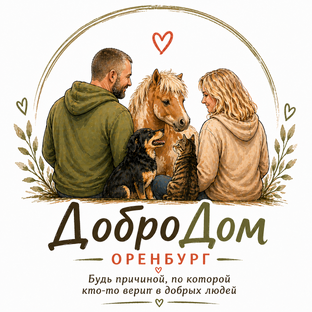 Статистика Дзен  ДоброДом Оренбург 