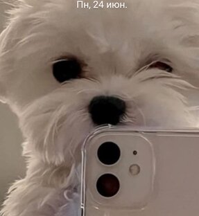 Дзен Поля ТУТ статистика