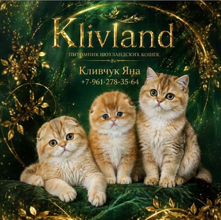 Статистика Дзен Питомник шотландских кошек Klivland 