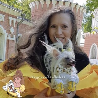Статистика Дзен Stelisa🦄CCD