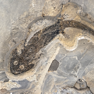 Дзен Занимательная биогеография статистика