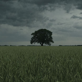 Статистика Дзен oak on the field