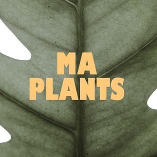 Статистика Дзен MA PLANTS 