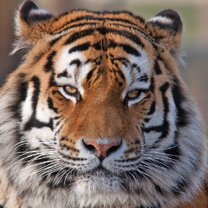 александр кравченко расстрелян невиновный. жизнь расстрелянного. николай гумилев перед расстрелом. владимир полушин жзл. николай гумилев перед расстрелом.