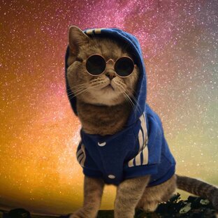 Статистика Дзен Наши Котики 😼