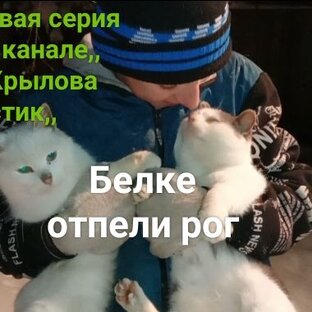 Статистика Дзен Мария Крылова Ушастик