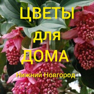 Статистика Дзен Цветы дома НН 