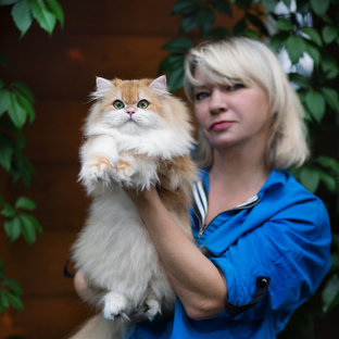 Статистика Дзен Наталья Буканова, питомник британских кошек Al Li MaN