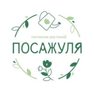 Статистика Дзен ПОСАЖУЛЯ 🌱 Питомник растений