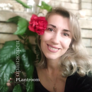 Статистика Дзен Оранжерея ✾ PLантрум
