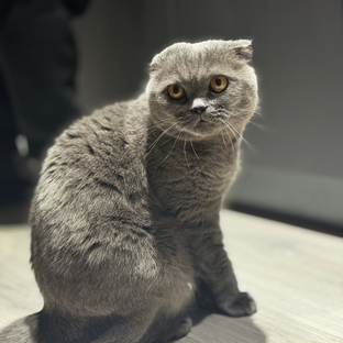 Статистика Дзен Вислоухий кот