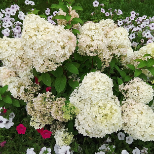 Дзен Моя цветочная планета ( и ленивый огород) статистика