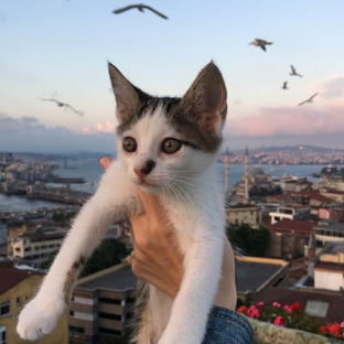 Статистика Дзен Вечный город на Босфоре 🐈