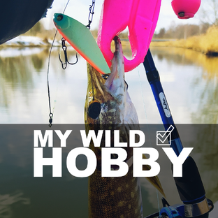 Статистика Дзен My Wild Hobby