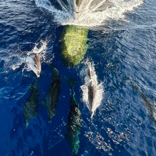 И ВСЁ-ТАКИ ЖИТЬ ХОРОШО 🐬   