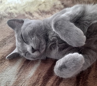 Статистика Дзен simba_tyt