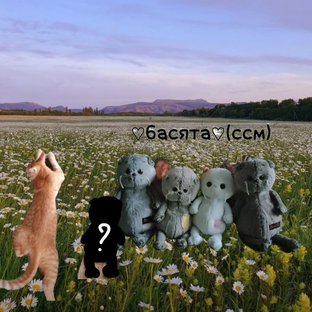 Статистика Дзен ♡басята♡(смм)