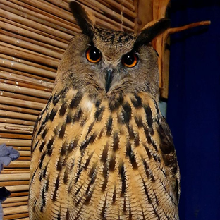 Дзен Ksenofontik life статистика