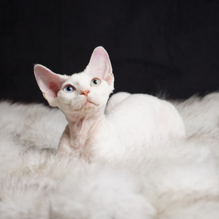 Статистика Дзен Питомник кошек "Anna's angel's"