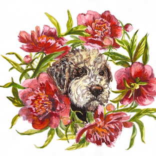 Статистика Дзен ЛАГОТТО РОМАНЬОЛО La Flor Peonia kennel