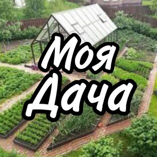 Дзен Моя Дача статистика