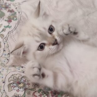 Дзен 😺Sunshine😺 статистика