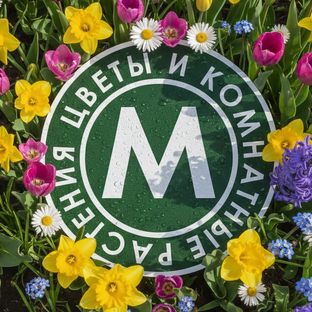 Статистика Дзен Комнатные растения и цветы в Казани Maxgreenhome 