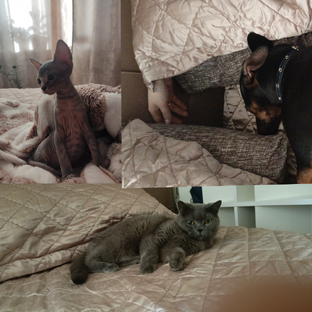 Статистика Дзен |||~Пëс
Макс и Чарлик~🐾 <декабрь>❄️|||