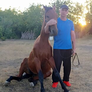 Статистика Дзен Horse Familу