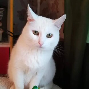 Статистика Дзен Моя кошка Муся