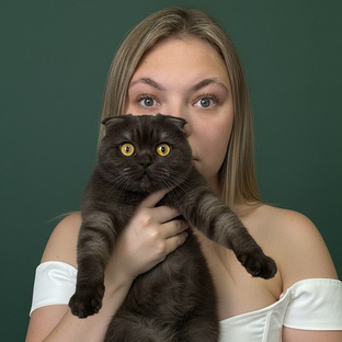 Статистика Дзен К.К. Коты и крестики 