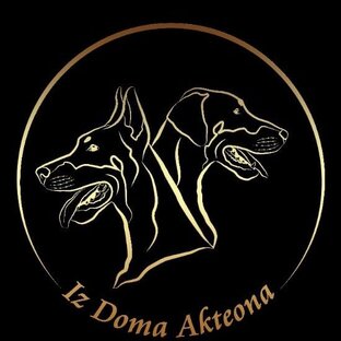 Статистика Дзен Питомник доберманов IZ DOMA AKTEONA