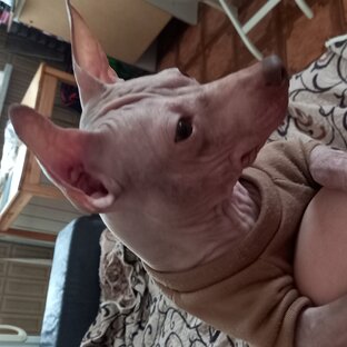 Дзен Американский Голый Терьер статистика