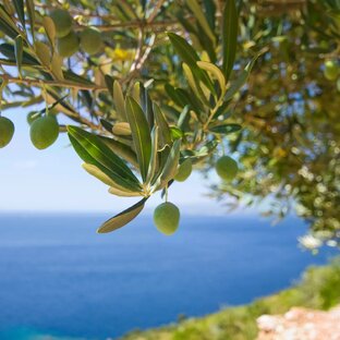 Дзен Психология жизни с рождения статистика