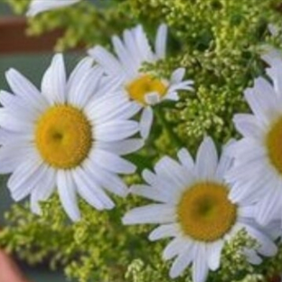 Статистика Дзен РОМАШКИ  🌼