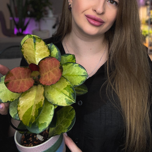 Статистика Дзен Дневник хойкнутой🌿