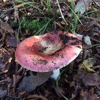 ушинский как рубашка в поле выросла. 1887. выросшие в поле мы чуткие к запахам. стишки про поле. природа вдохновение.