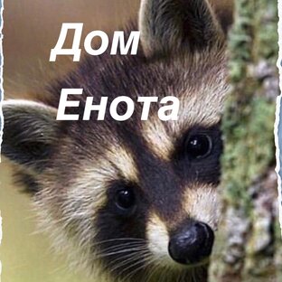 Статистика Дзен Дом Енота в Подмосковье