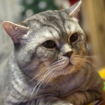 Клички для кошек девочек. Голос зовущего кота. Каво мем кот. Голос зовущего кота. Звук мяуканья кошки.