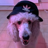 где дом. где жил пушкин. историческая застройка симбирска-ульяновска. 16 где живете. пушкин где жил в петербурге.