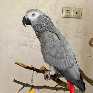 Статистика Дзен Попугай Кеша 🦜 говорит, поёт, читает стихи 😍
