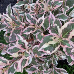 Дзен Цветной сад в Сибири статистика