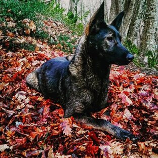 Дзен Этот dog ищет home статистика